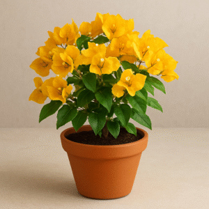 Yellow Bougainvillea Plant Flowering Plant with Pot