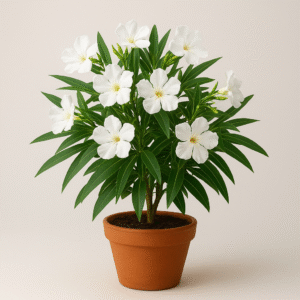 White Kaner (Nerium Oleander) flowering plant in pot, ornamental outdoor plant for home and garden in Lucknow