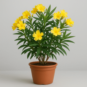 Yellow Kaner (Nerium Oleander) flowering plant in pot, ornamental outdoor plant for home and garden in Lucknow