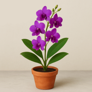 Purple Orchid Plant (Dendrobium Orchid) – With Pot