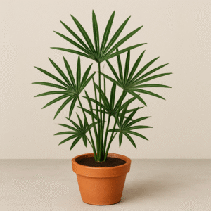 Raphis Palm / Lady Palm Plant – with Pot