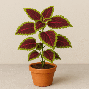 Red Green Coleus Ornamental Plant – with Pot