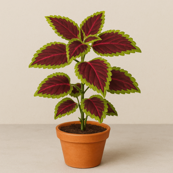 Red Green Coleus Ornamental Plant – with Pot