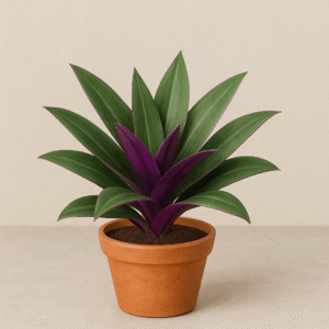 Rhoeo  discolor Compacta Plant – With Pot