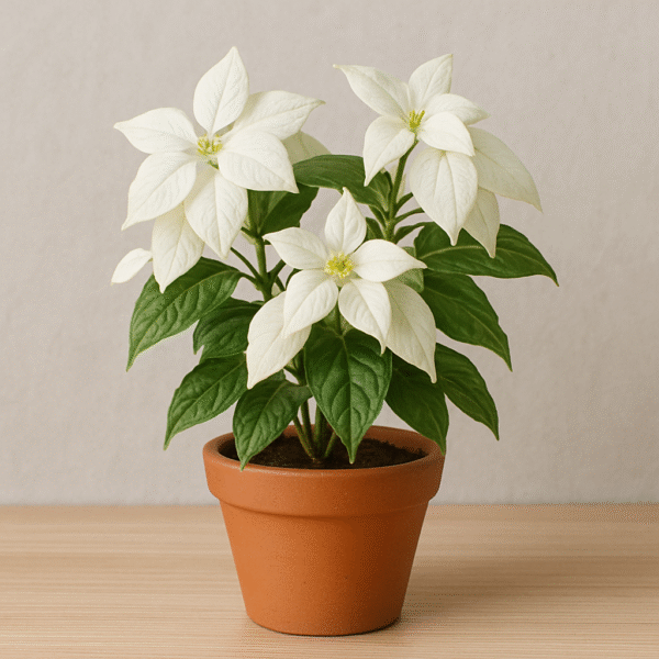 Mussaenda White Flower Plant – with Pot