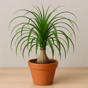 Nolina Palm/Ponytail Palm Plant – With Pot