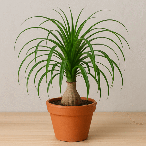 Nolina Palm/Ponytail Palm Plant – With Pot