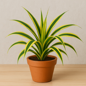 Pandanus Variegated Golden Plant With Pot