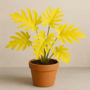 Philodendron selloum Golden Plant  With Pot