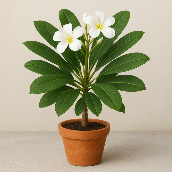 Plumeria Champa White Flower Plant – with Pot