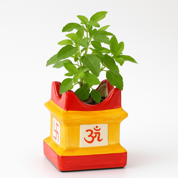 Tulsi Plant(Holy Basil) – With Tulsi Ceramic Pot