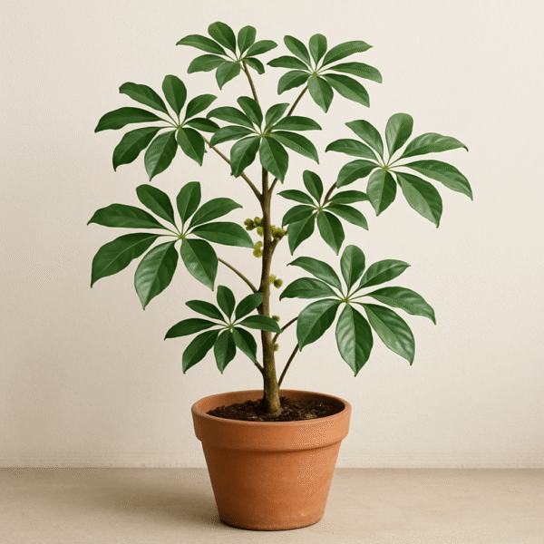 Saplera / Schefflera Natural Plant – with Pot