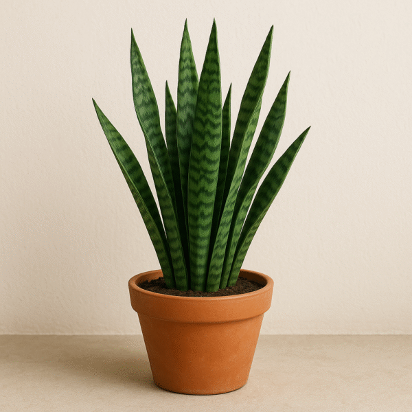 Green Snake Plant – With Plastic Pot