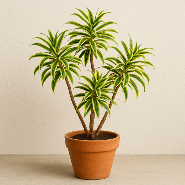 Song Of India (Dracaena Reflexa) Yellow – With Pot