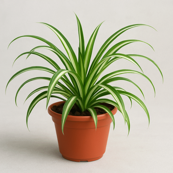 Spider Plant(Chlorophytum ) – With Plastic Pot