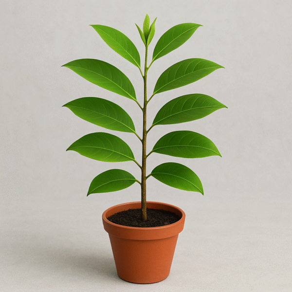 Swarna/ Michelia/ Magnolia Champa Plant – with Pot