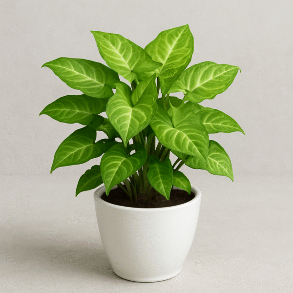 Syngonium Green Plant – with Ceramic Pot