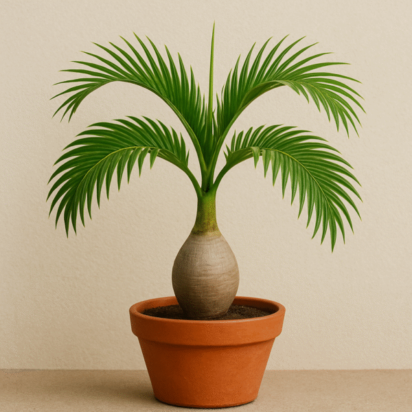Bottle Palm Modern Plant with Pot