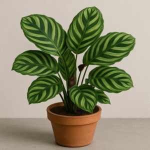 Calathea Concinna Plant With Ceramic Pot