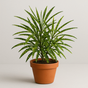 Croton Plant(Gold Dust, Thin Leaves) Plant – With Pot
