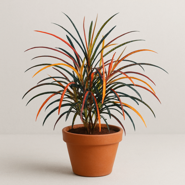 Croton Codiaeum variegatum (Zanzibar) Plant With Pot