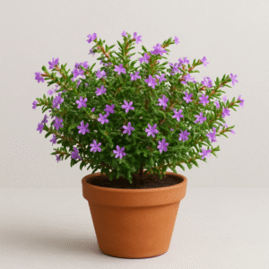 Cuphea Hyssopifolia (Lavender) Plant – With Pot