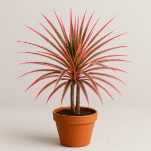 Dracaena Colorama Marginata Plant With Pot