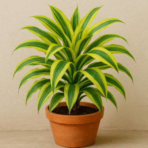 Dracaena Golden Milky Plant – With Pot