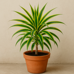 Dracaena Kiwi, Marginata (Golden) Plant With Pot
