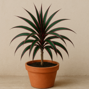 Dracaena Mysore Ruby / Baby Doll Plant With Pot