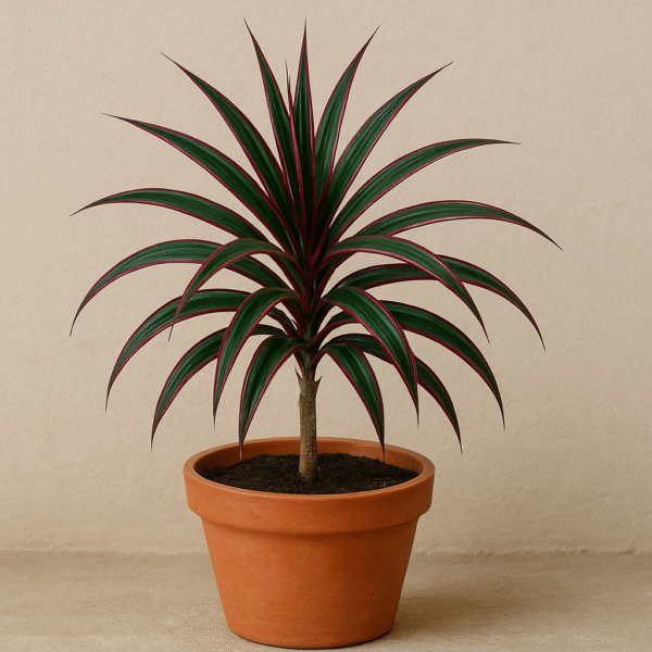 Dracaena Mysore Ruby / Baby Doll Plant With Pot