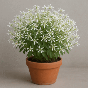 Euphorbia White Flowering Plant with Pot