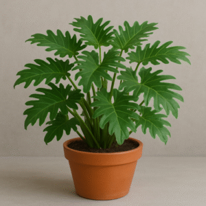 Exotic Green Xanadu Indoor Plant with Pot