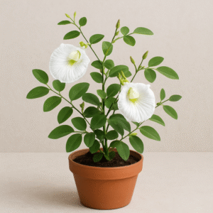 Aprajita, Clitoria Ternatea, Gokarna (White) Plant With Pot