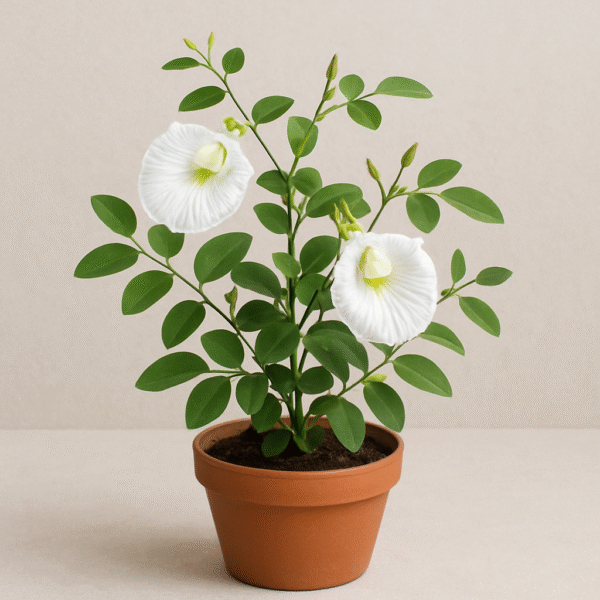 Aprajita, Clitoria Ternatea, Gokarna (White) Plant With Pot