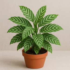 Calathea Concinna Freddie Plant With Pot