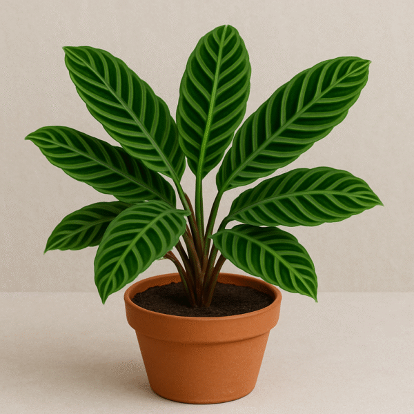 Calathea Zebrina / Maranta Plant With Pot