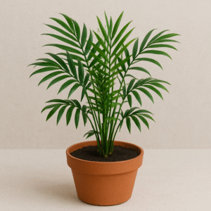 Chamaedorea Palm, Parlor Palm / Table Palm Plant With Pot