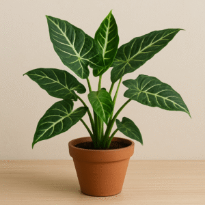 Alocasia plant in pot, exotic indoor ornamental plant for home and garden in Lucknow