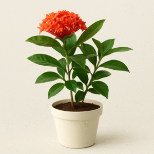 Ixora Orange Flower plant in pot, vibrant ornamental plant for home and garden in Lucknow