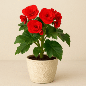 Begonia Red plant in decorative pot, vibrant indoor and garden plant in Lucknow