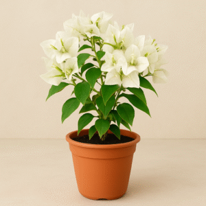 Bougainvillea White Flowering plant in a pot, ornamental garden plant in Lucknow