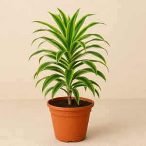 Song of India (Dracaena Reflexa) plant in a pot, indoor ornamental plant for home and office in Lucknow