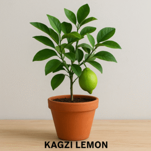 Kagzi Lemon (Kagzi Nimboo) plant in pot, fruit-bearing ornamental plant for home and garden in Lucknow