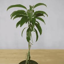 Chikoo, Sapota, Chiku Fruit (Grafted) Plant With Pot