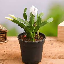 Christmas Cactus, Schlumbergera (Any Color) Succulent Plant- With Pot
