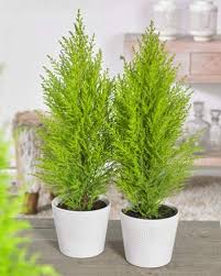 Christmas Tree, Goldcrest Araucaria Plant – with Pot