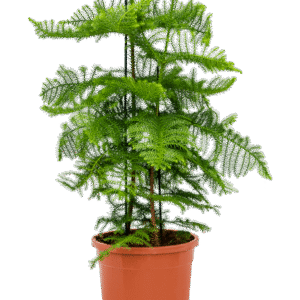 Christmas Tree/Araucaria Heterophylla plant