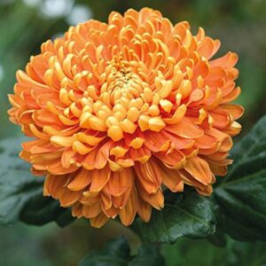 Guldavari Orange (Chrysanthemum) – Live Flowering Plant with Pot