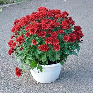 Guldaudi/Guldavari Red (Chrysanthemum ) Flowering Plant in Pot